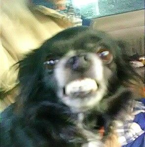 Meet your Posher, Paul